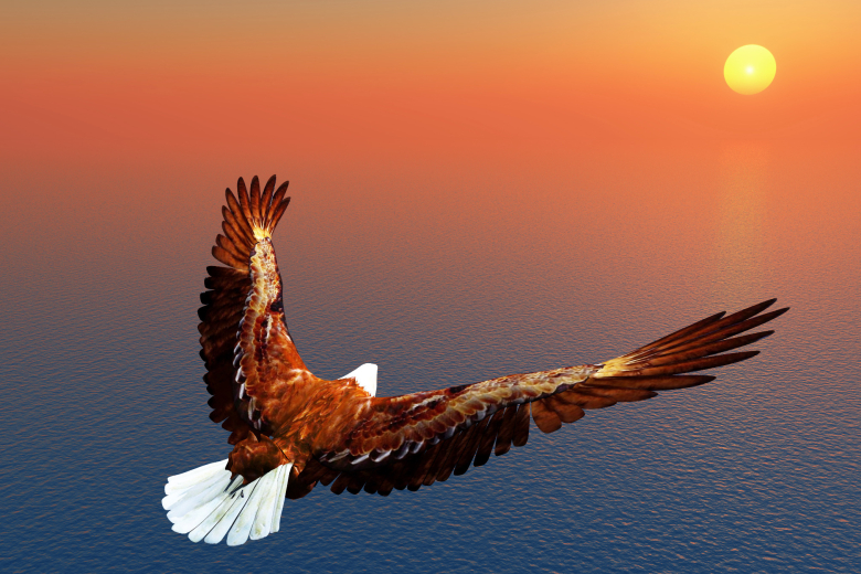 Adler lernen das Fliegen nicht von Tauben