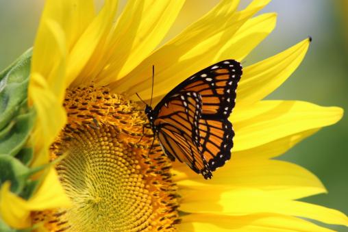 Sonnenblume und Schmetterling