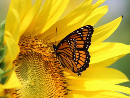 Von Sonnenblumen und kaputten Flügeln