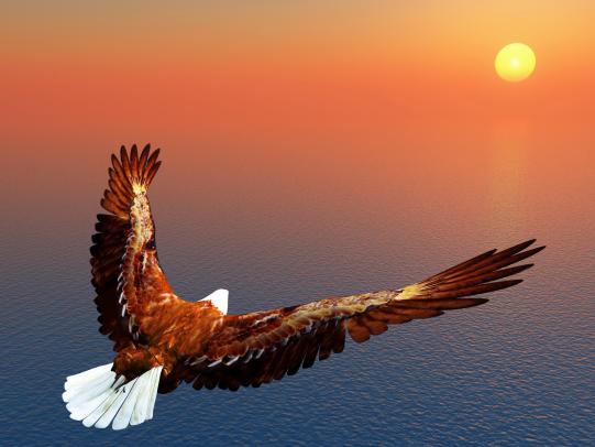 Adler lernen das Fliegen nicht von Tauben